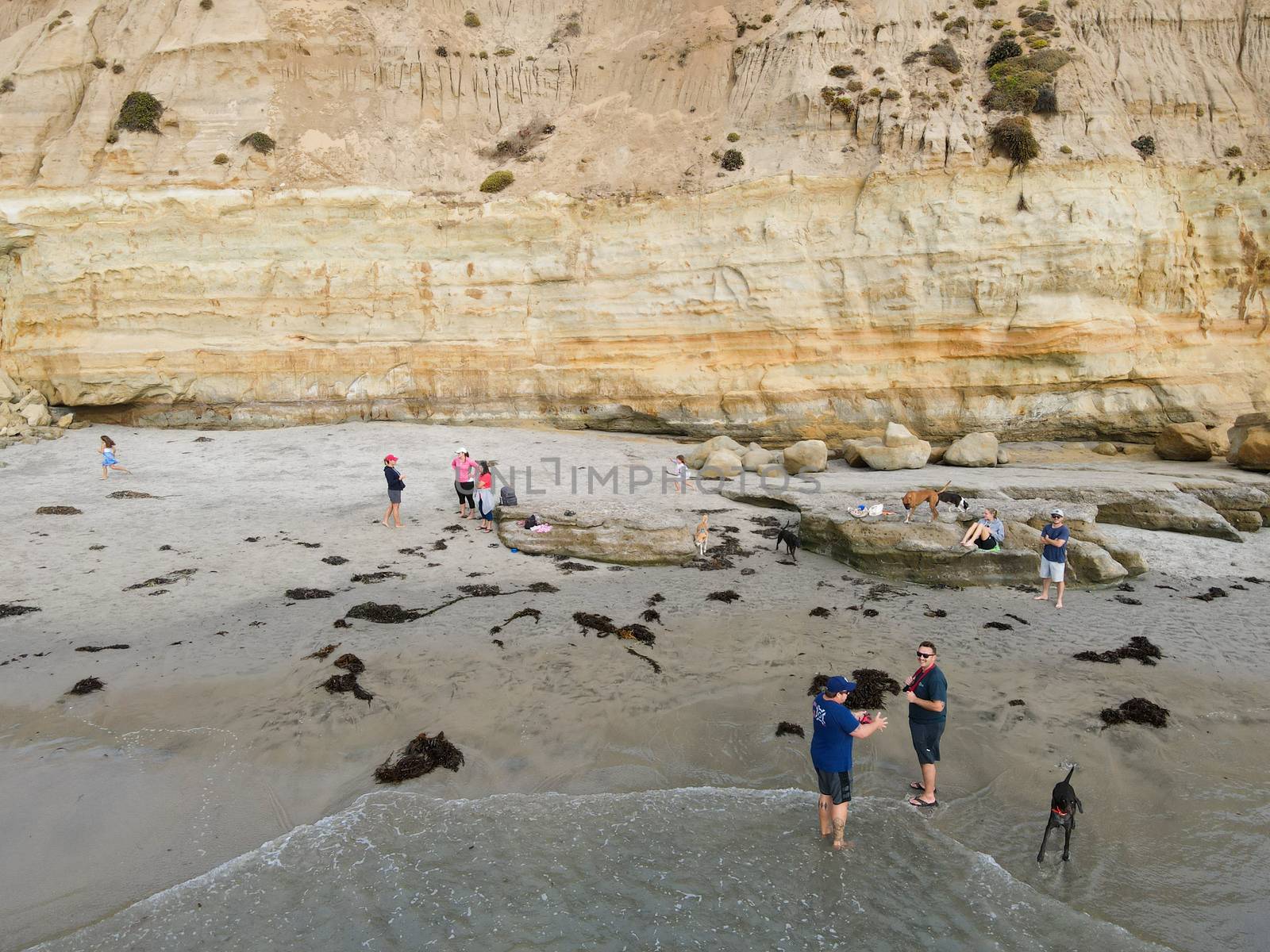 Dog Beach off-leash on Del Mar North Beach, people walking their dogs. San Diego County by Bonandbon