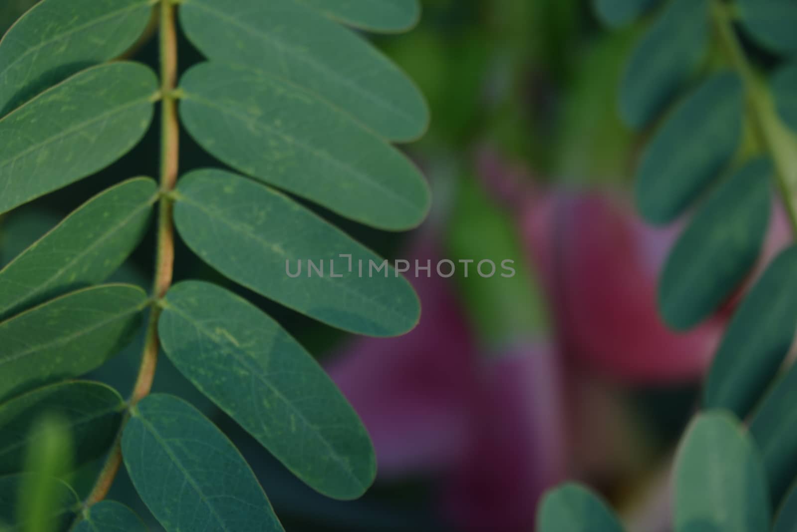 close up image of turi leaves (Sesbania grandiflora), The leaves are regular and rounded.