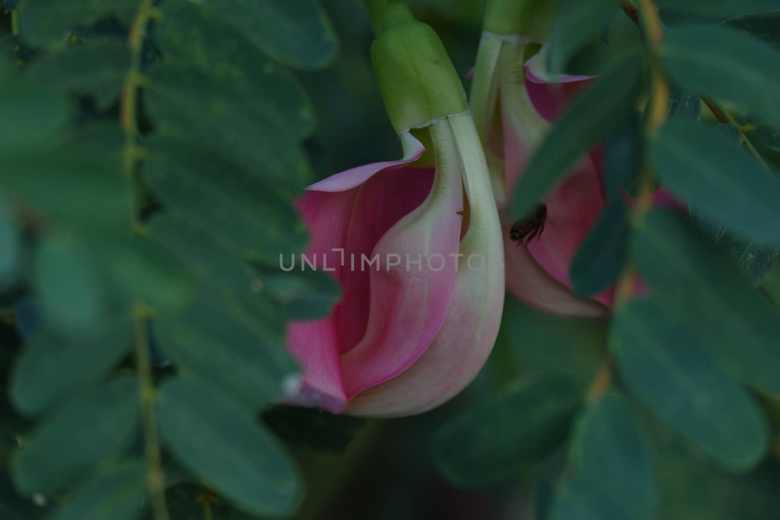 close up image of Pink Turi (Sesbania grandiflora) flower is eaten as a vegetable and medicine. The leaves are regular and rounded. The fruit is like flat green beans, long, and thin, out of focus