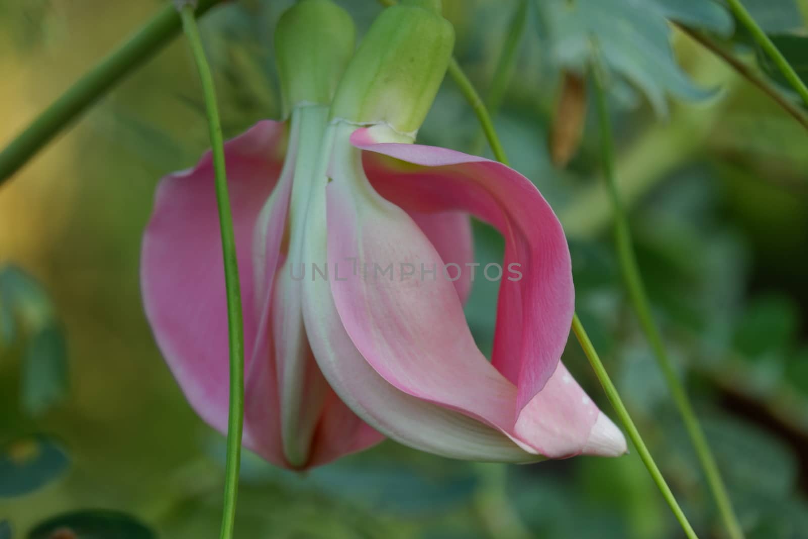 close up image of Pink Turi (Sesbania grandiflora) flower is eaten as a vegetable and medicine. The leaves are regular and rounded. The fruit is like flat green beans, long, and thin, out of focus