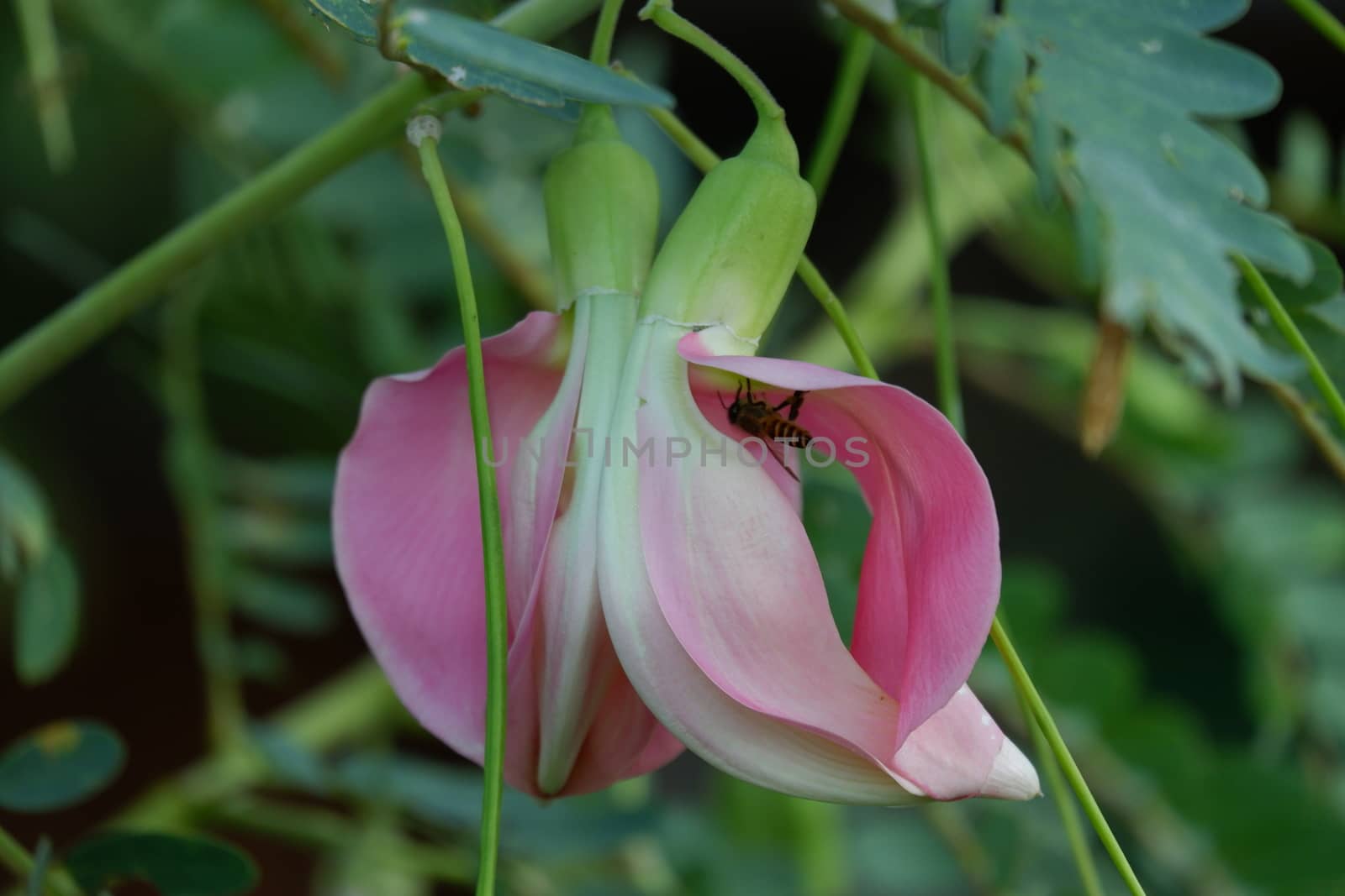 close up image of Pink Turi (Sesbania grandiflora) flower is eaten as a vegetable and medicine. The leaves are regular and rounded. The fruit is like flat green beans, long, and thin, out of focus