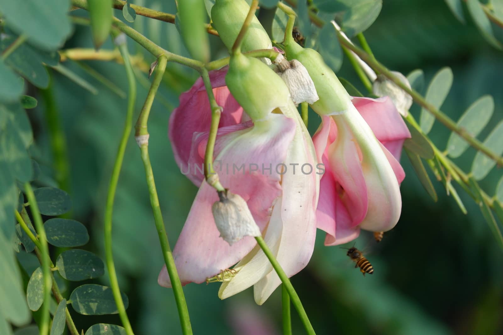 close up image of Pink Turi (Sesbania grandiflora) flower by pengejarsenja