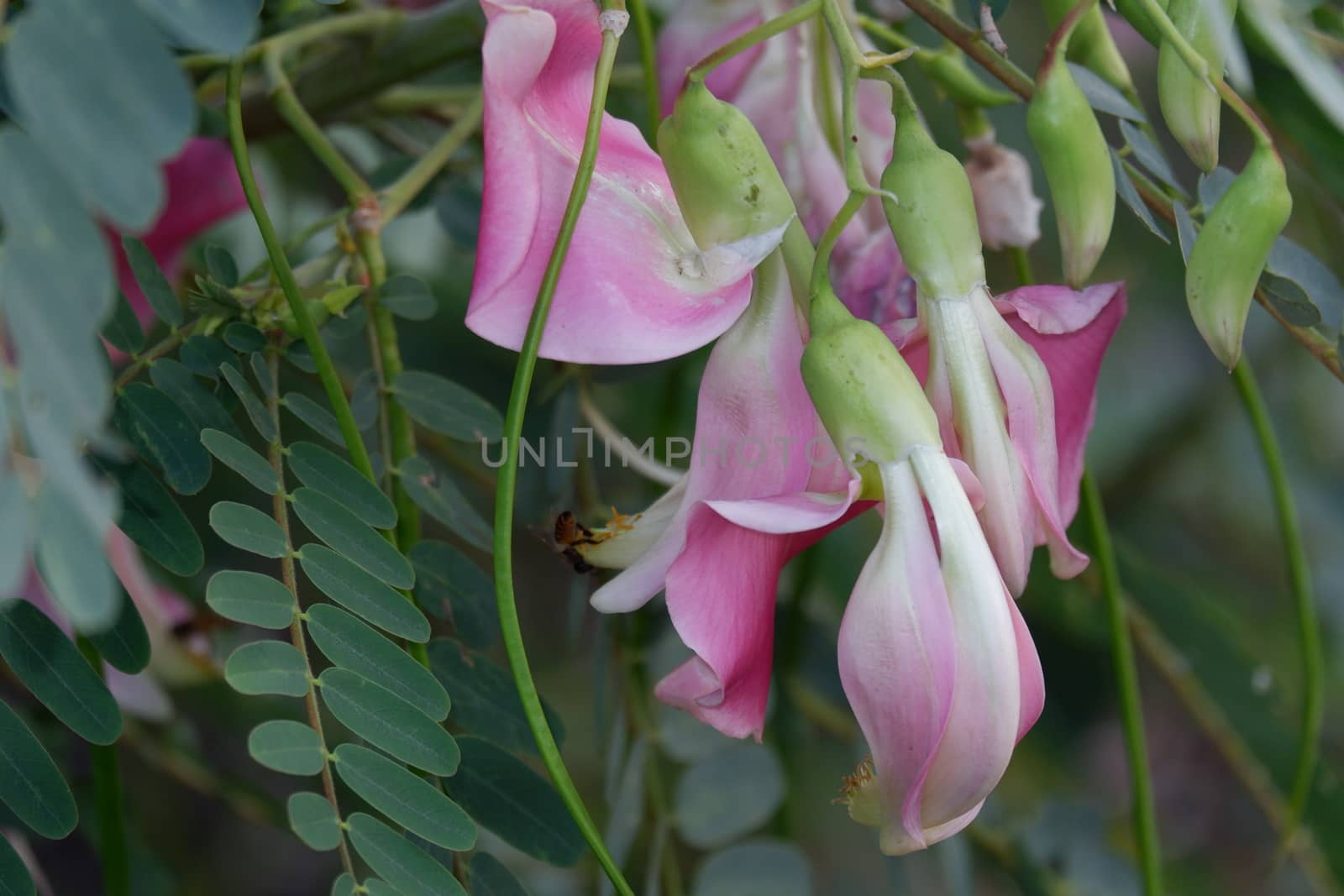 close up image of Pink Turi (Sesbania grandiflora) flower is eaten as a vegetable and medicine. The leaves are regular and rounded. The fruit is like flat green beans, long, and thin, out of focus