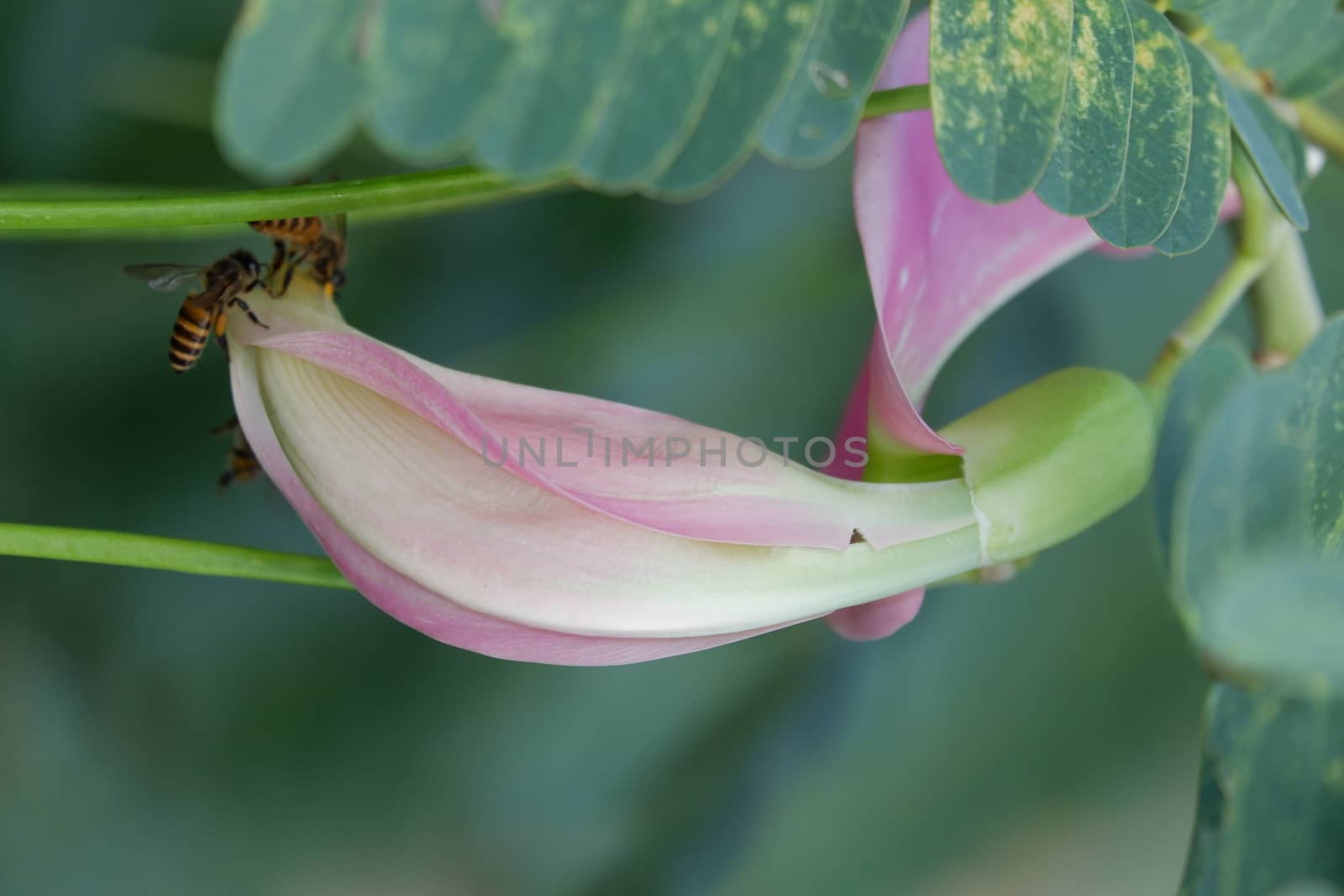 defocuse close up image of Pink Turi (Sesbania grandiflora) flower is eaten as a vegetable and medicine. The leaves are regular and rounded. The fruit is like flat green beans, out of focus