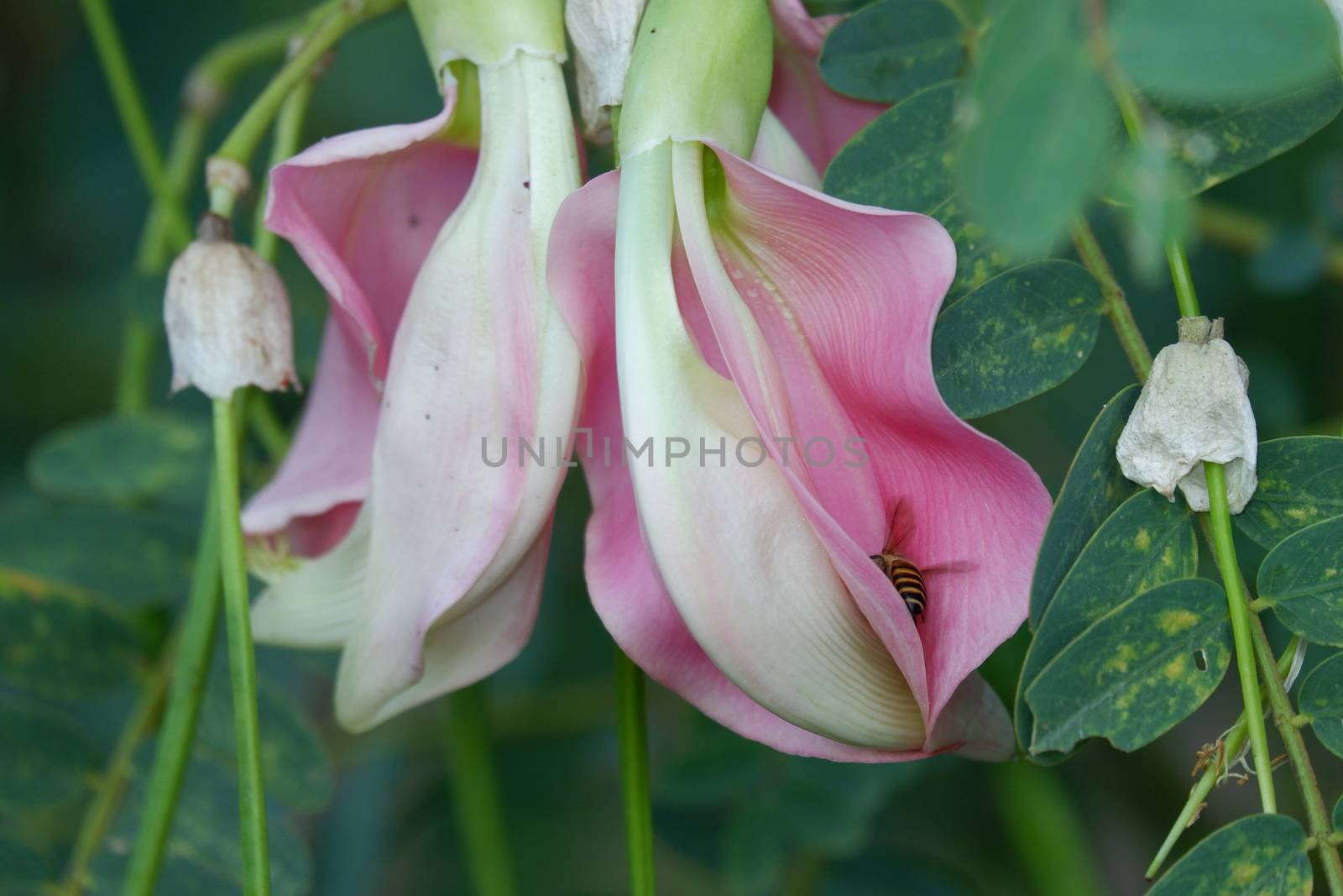 defocuse close up image of Pink Turi (Sesbania grandiflora) flower is eaten as a vegetable and medicine. The leaves are regular and rounded. The fruit is like flat green beans, out of focus