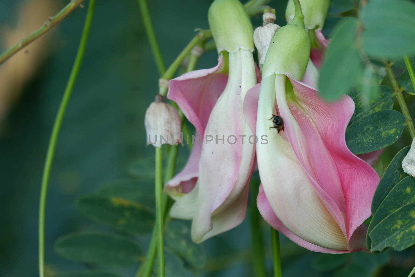 defocuse close up image of Pink Turi (Sesbania grandiflora) flower is eaten as a vegetable and medicine. The leaves are regular and rounded. The fruit is like flat green beans, out of focus