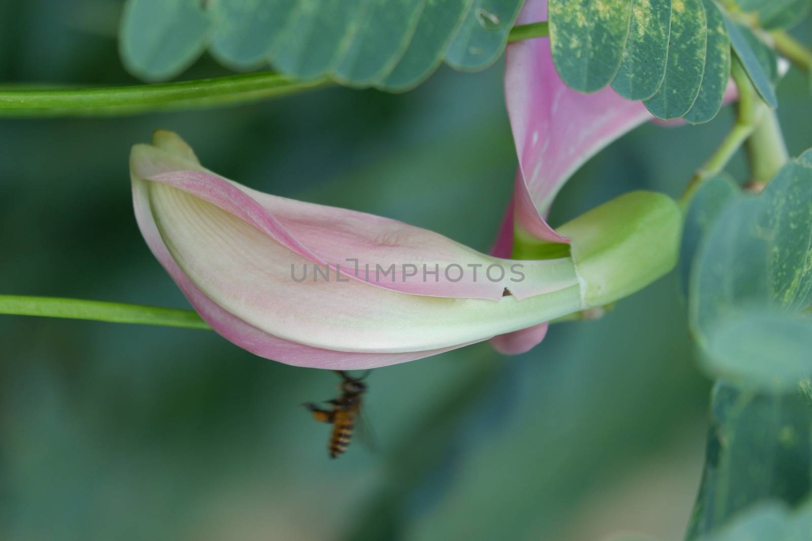 defocuse close up image of Pink Turi (Sesbania grandiflora) flower is eaten as a vegetable and medicine. The leaves are regular and rounded. The fruit is like flat green beans, out of focus