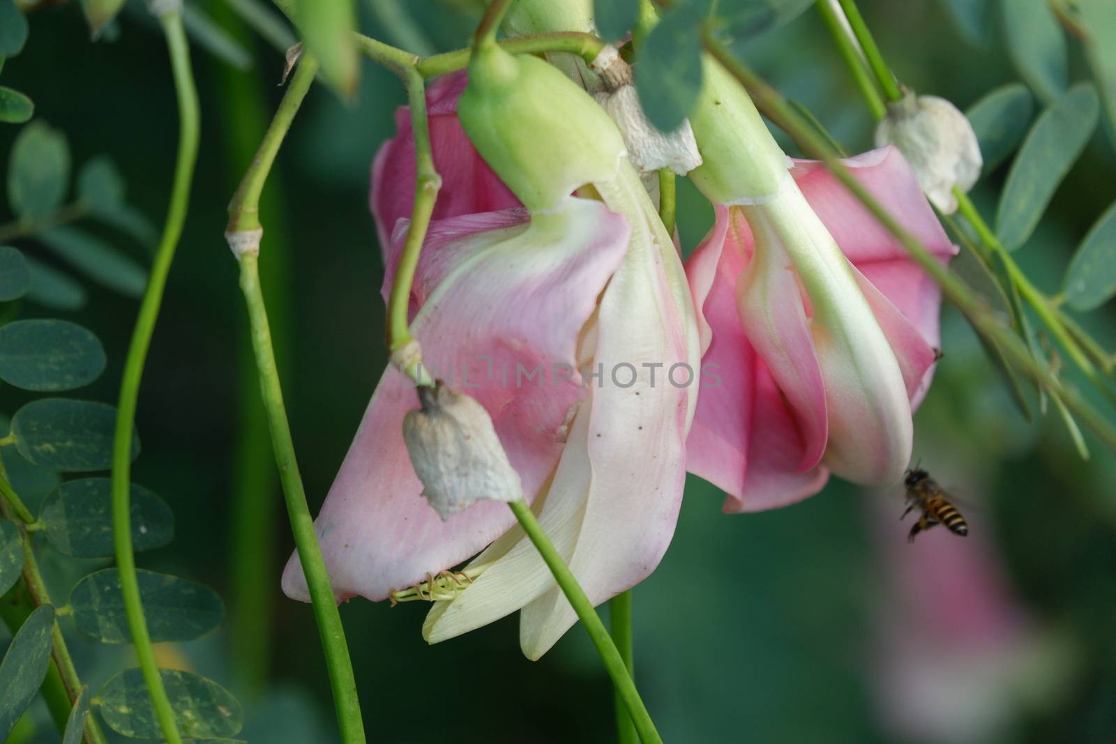 defocuse close up image of Pink Turi (Sesbania grandiflora) flower is eaten as a vegetable and medicine. The leaves are regular and rounded. The fruit is like flat green beans, out of focus