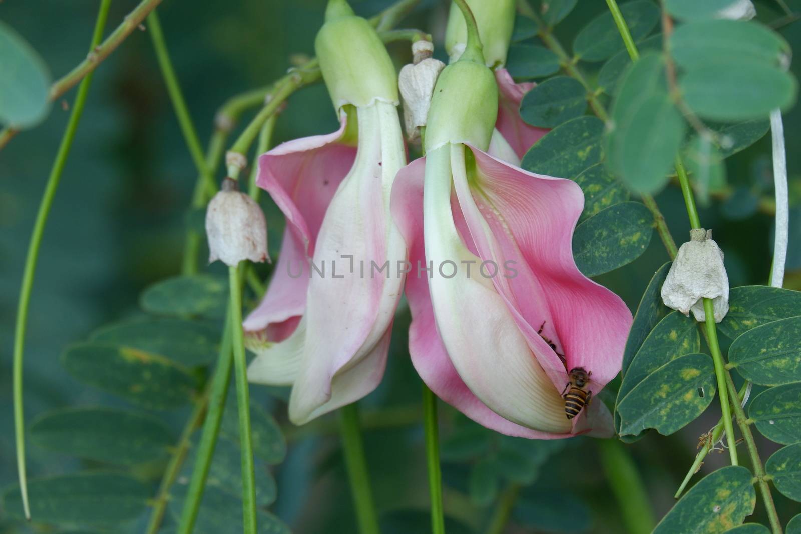 defocuse close up image of Pink Turi (Sesbania grandiflora) flower is eaten as a vegetable and medicine. The leaves are regular and rounded. The fruit is like flat green beans, out of focus