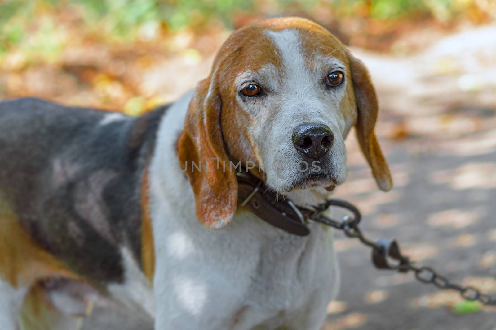 Estonian Hound dog outdoor portrait at cloudy day