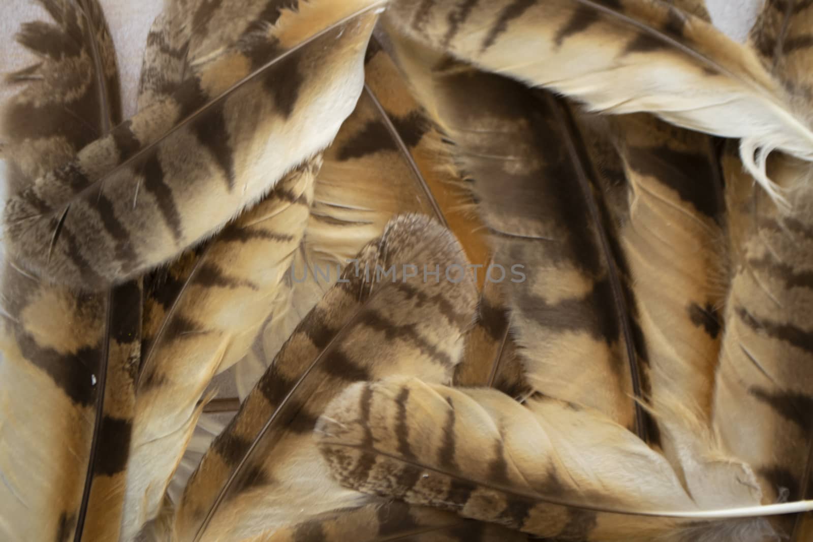 Long eared owl bird Asio otus feathers texture