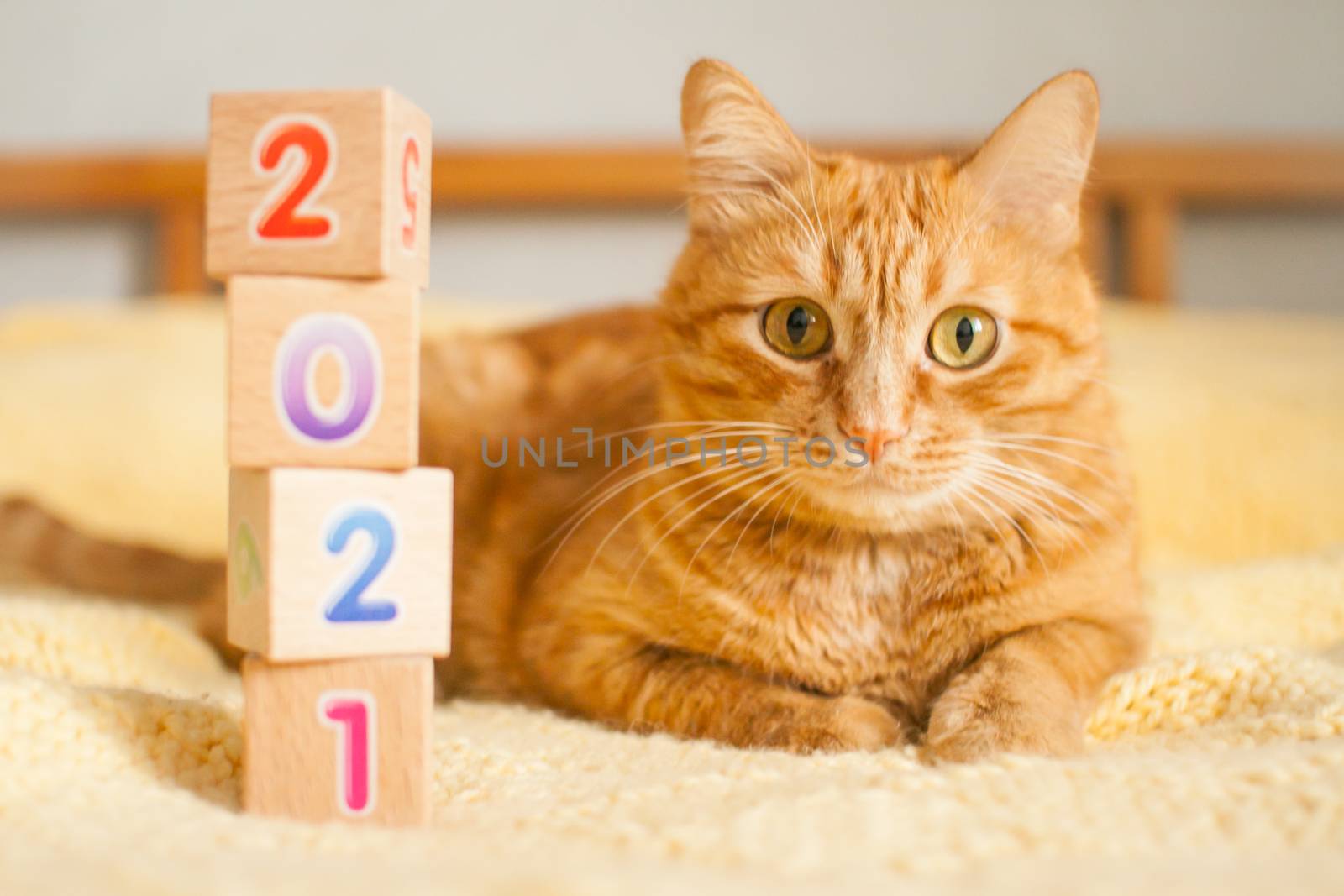 A fat ginger cat and the numbers 2021 from children's cubes on a yellow knitted blanket. New Year