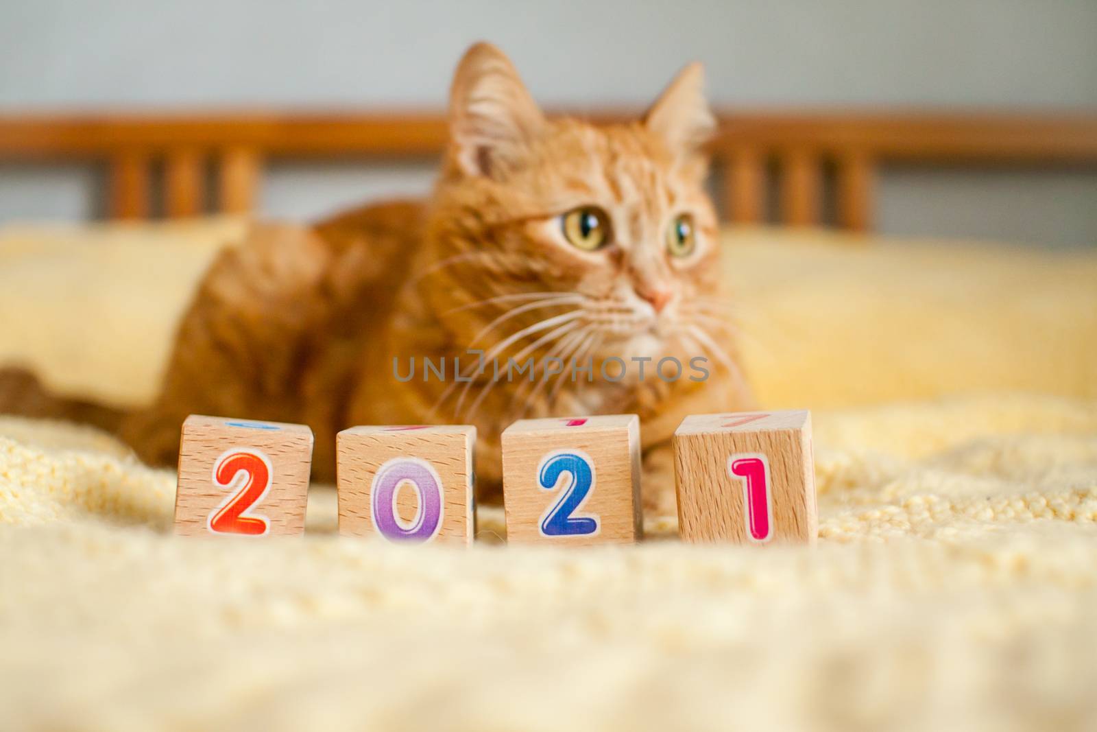 A fat ginger cat and the numbers 2021 from children's cubes on a yellow knitted blanket. by malyshkamju