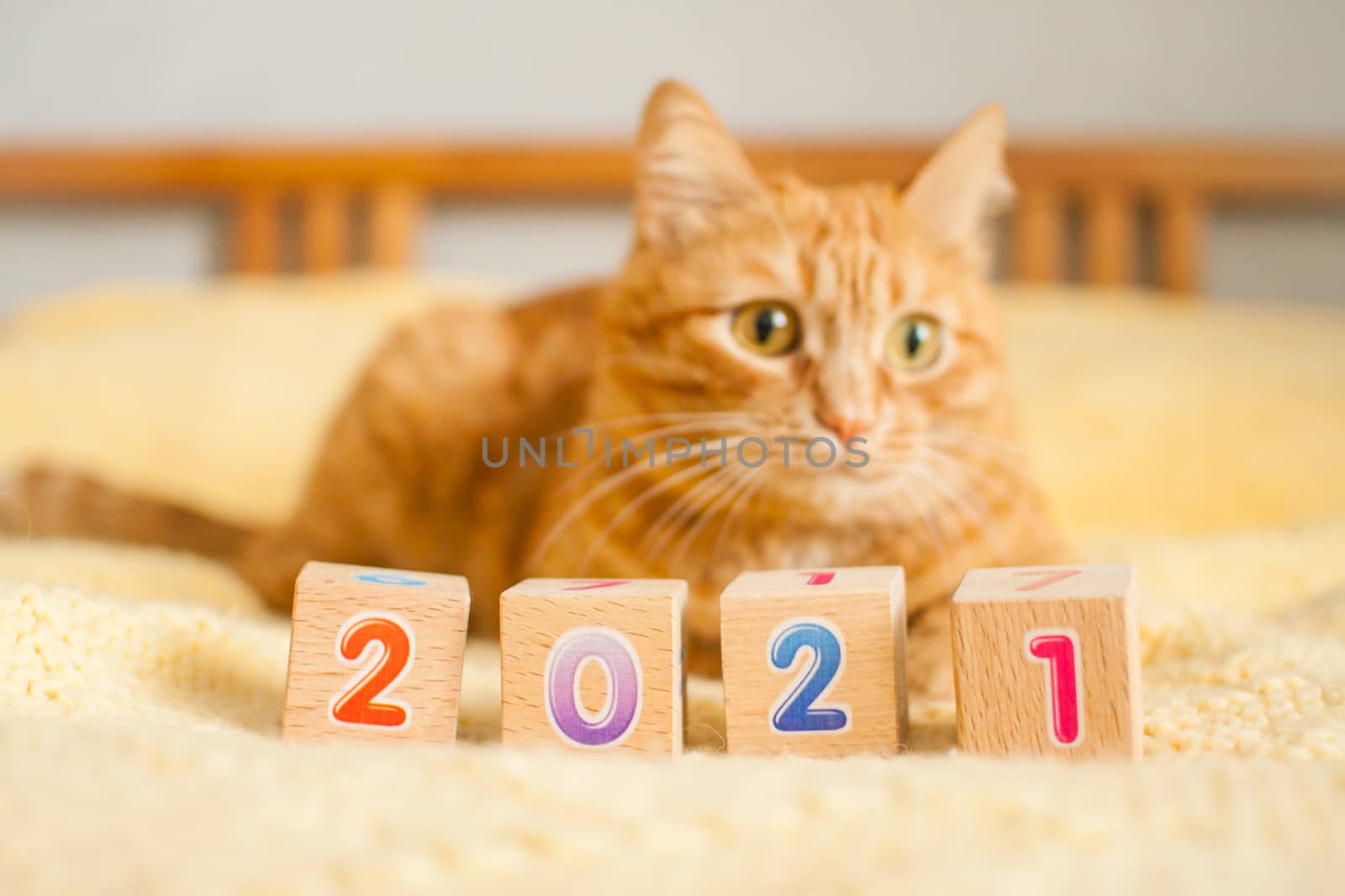 A fat ginger cat and the numbers 2021 from children's cubes on a yellow knitted blanket. by malyshkamju