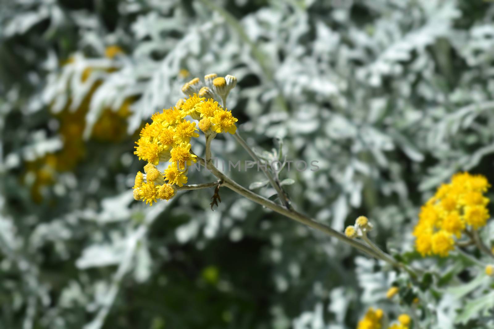 Silver ragwort - Latin name - Jacobaea maritima (Senecio cineraria)