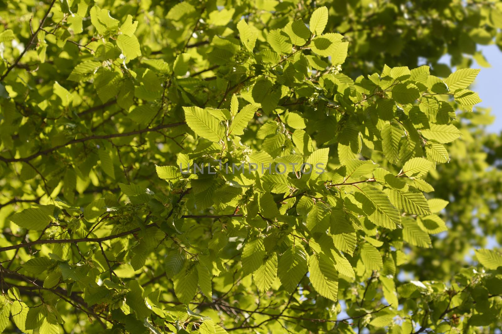 Common hornbeam - Latin name - Carpinus betulus