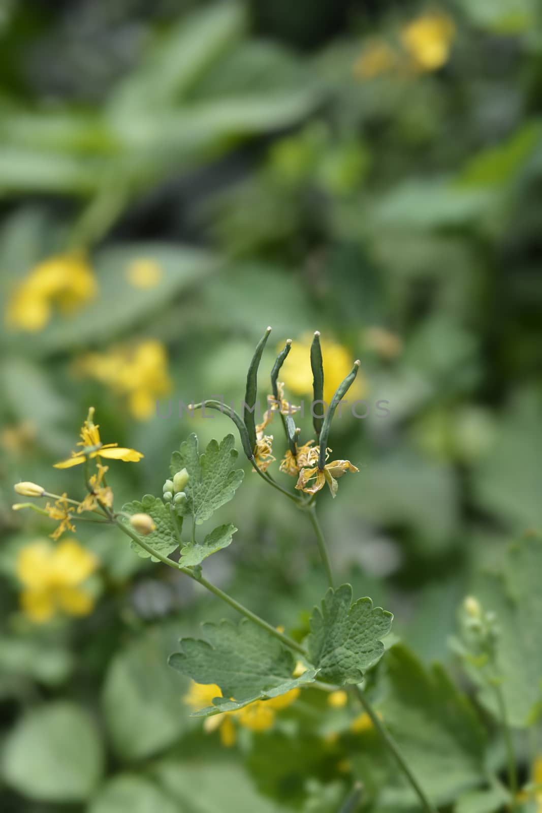 Greater celandine seed pods - Latin name - Chelidonium majus