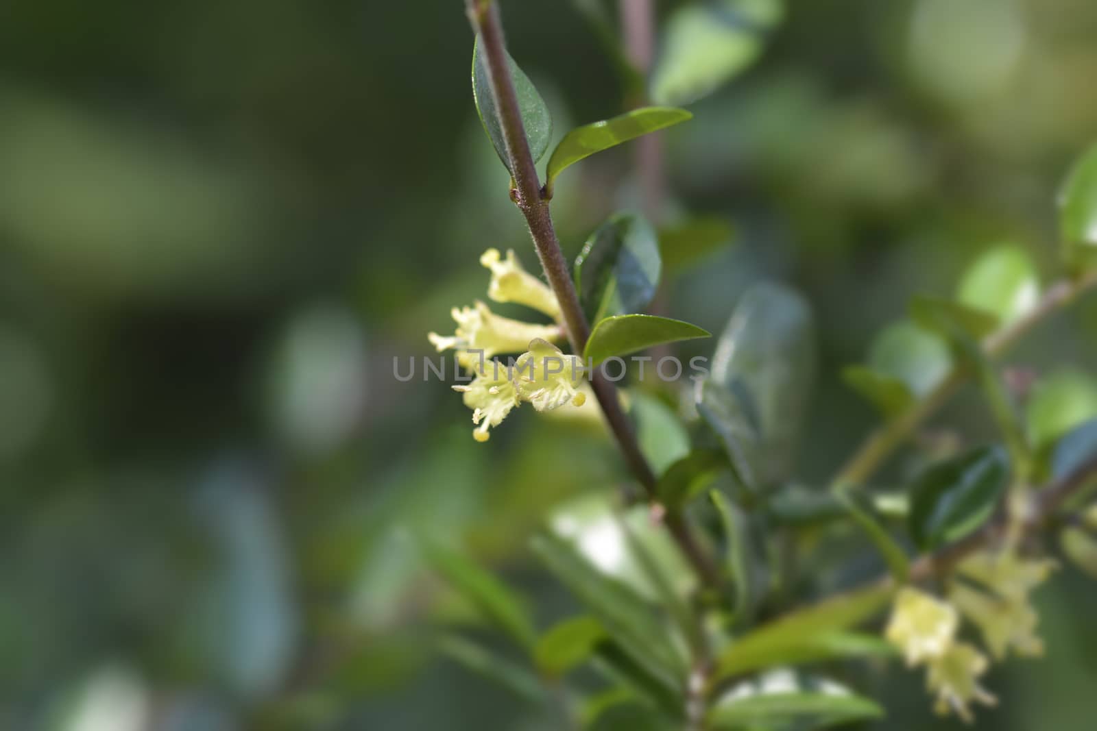 Box-leaved honeysuckle branch - Latin name - Lonicera ligustrina var. pileata (Lonicera pileata)