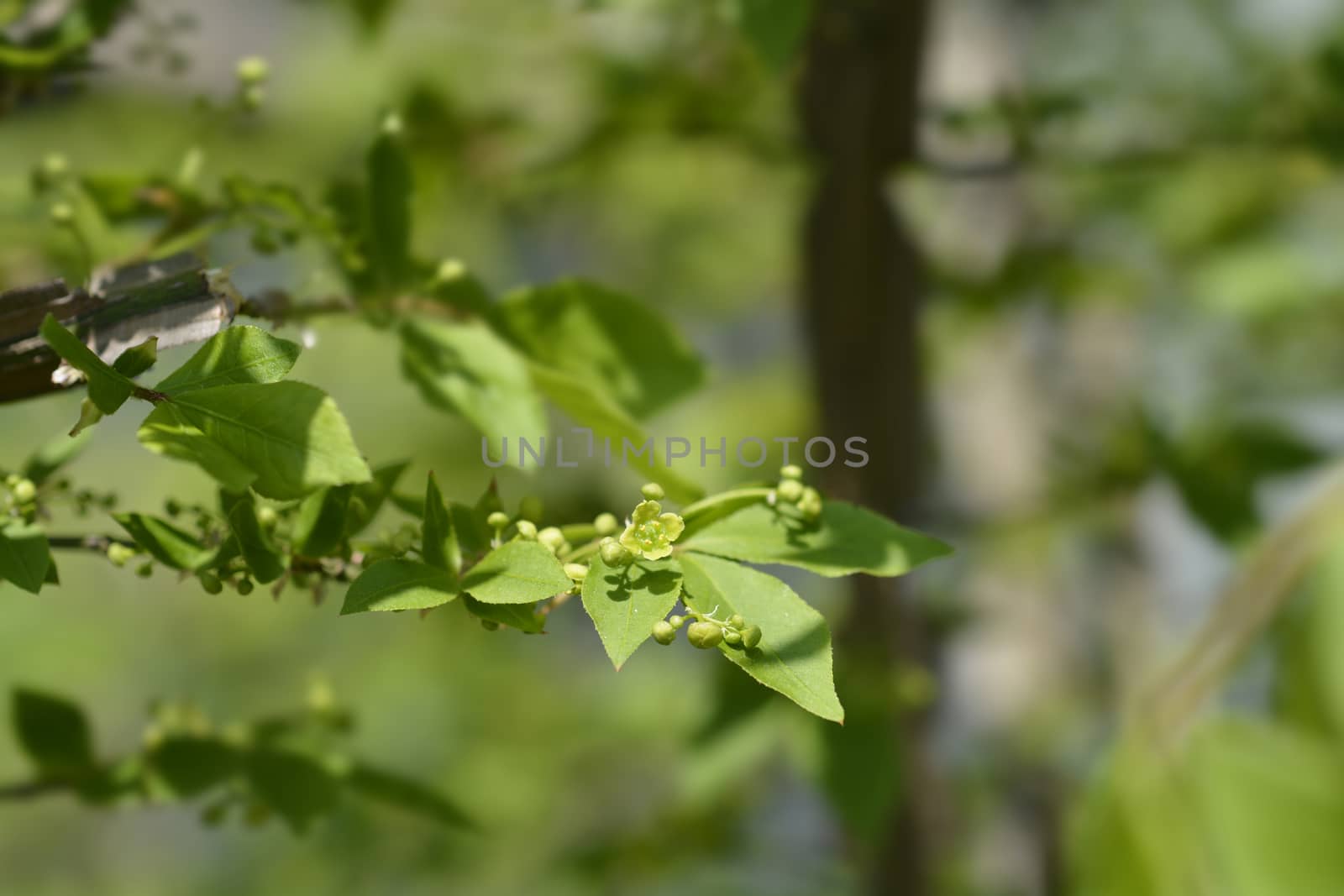 Burning Bush branch - Latin name - Euonymus alatus