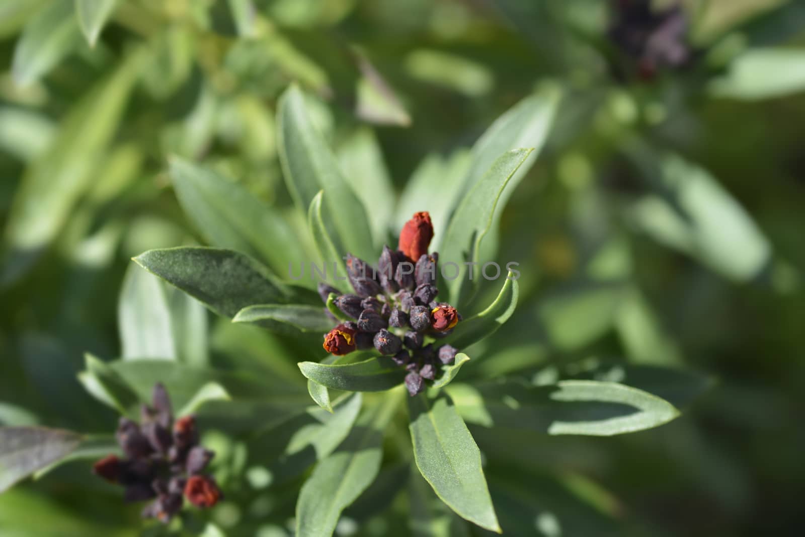 Orange Wallflower flower buds - Latin name - Erysimum cheiri