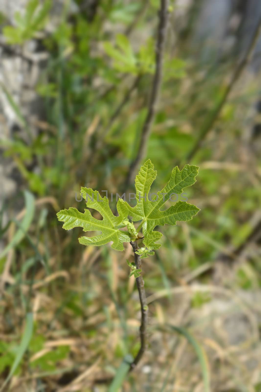 Common fig leaves - Latin name - Ficus carica