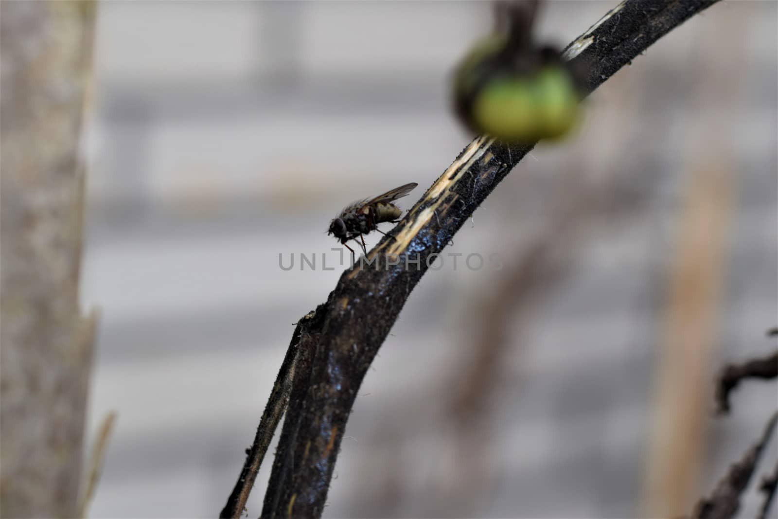 Close up of a black fly on a dry tomato stalk