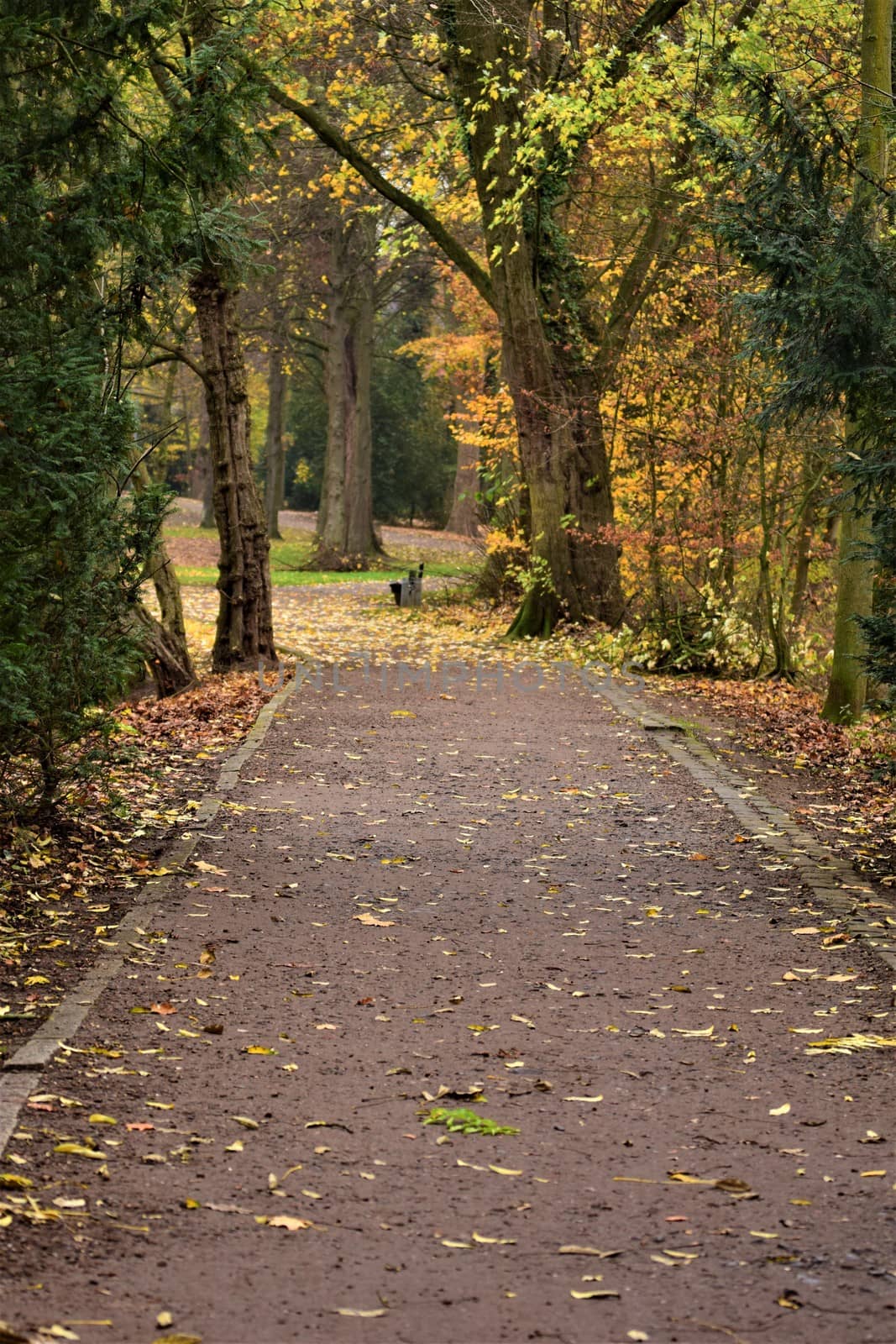 Path in the park surrounded by trees in autumn by Luise123