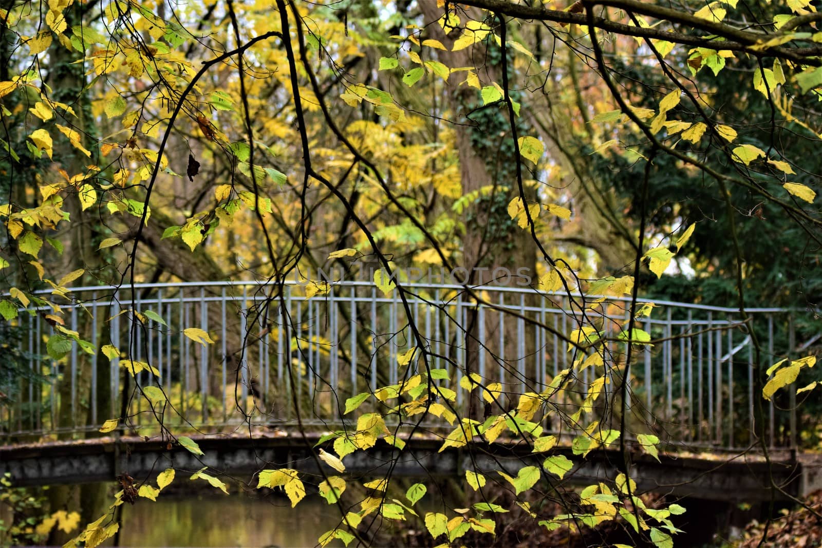 Close up of a small bridge in a park with branches with yellow leaves in the foreground