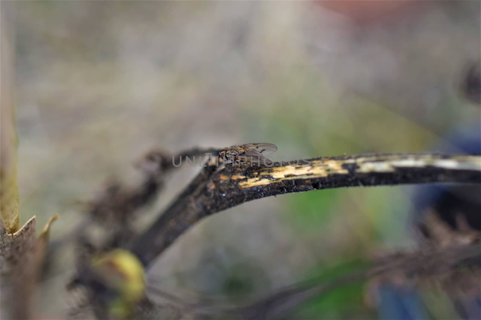 Close up of a black fly on a dry tomato stalk