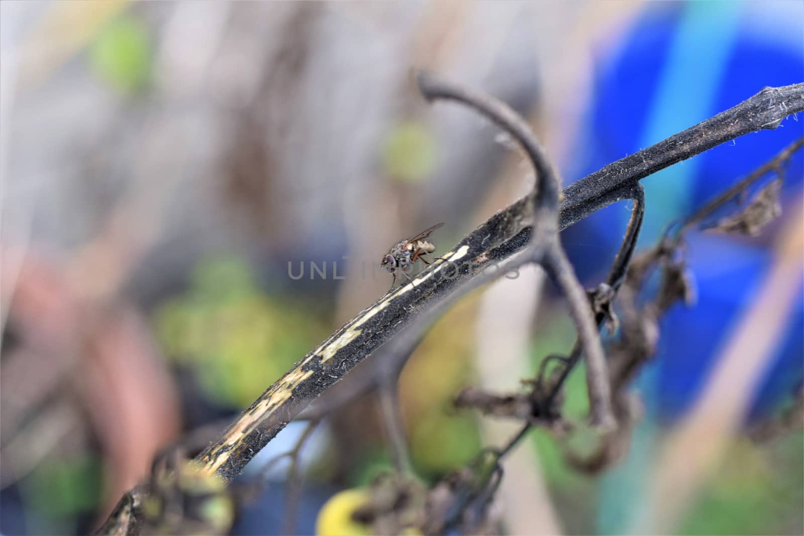 Close up of a black fly on a dry tomato stalk