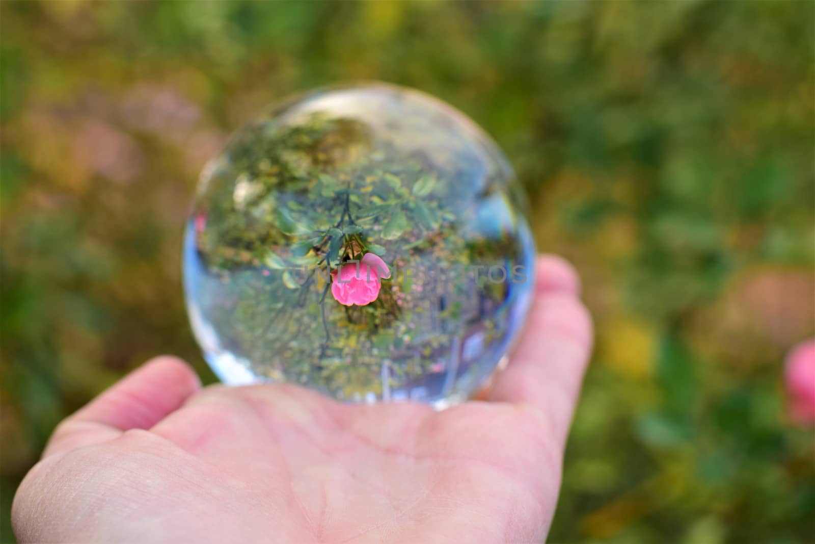 Pink rose through a lens ball on a human hand against a green blurred background