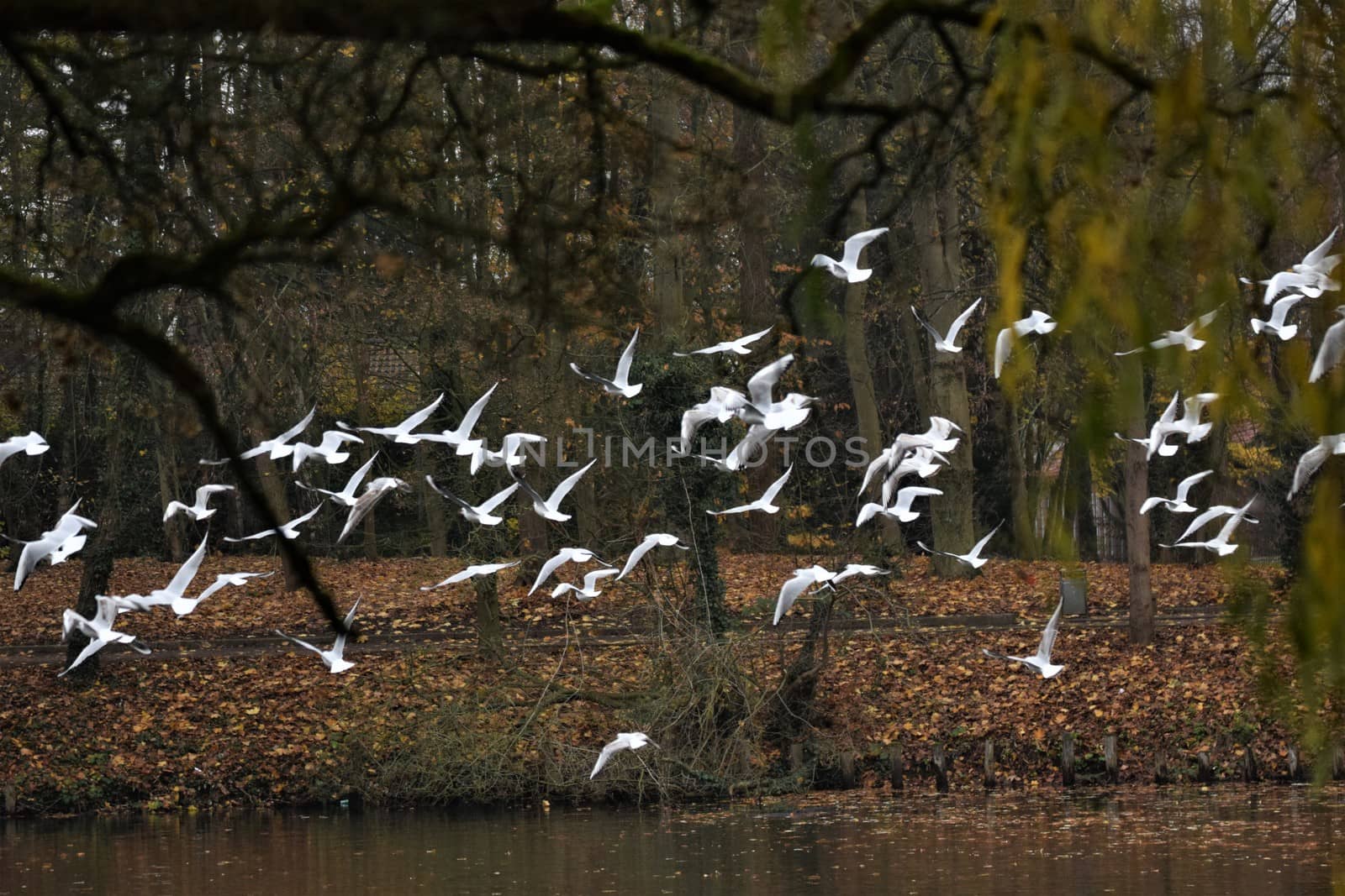 Laughing gulls flying above a little lake