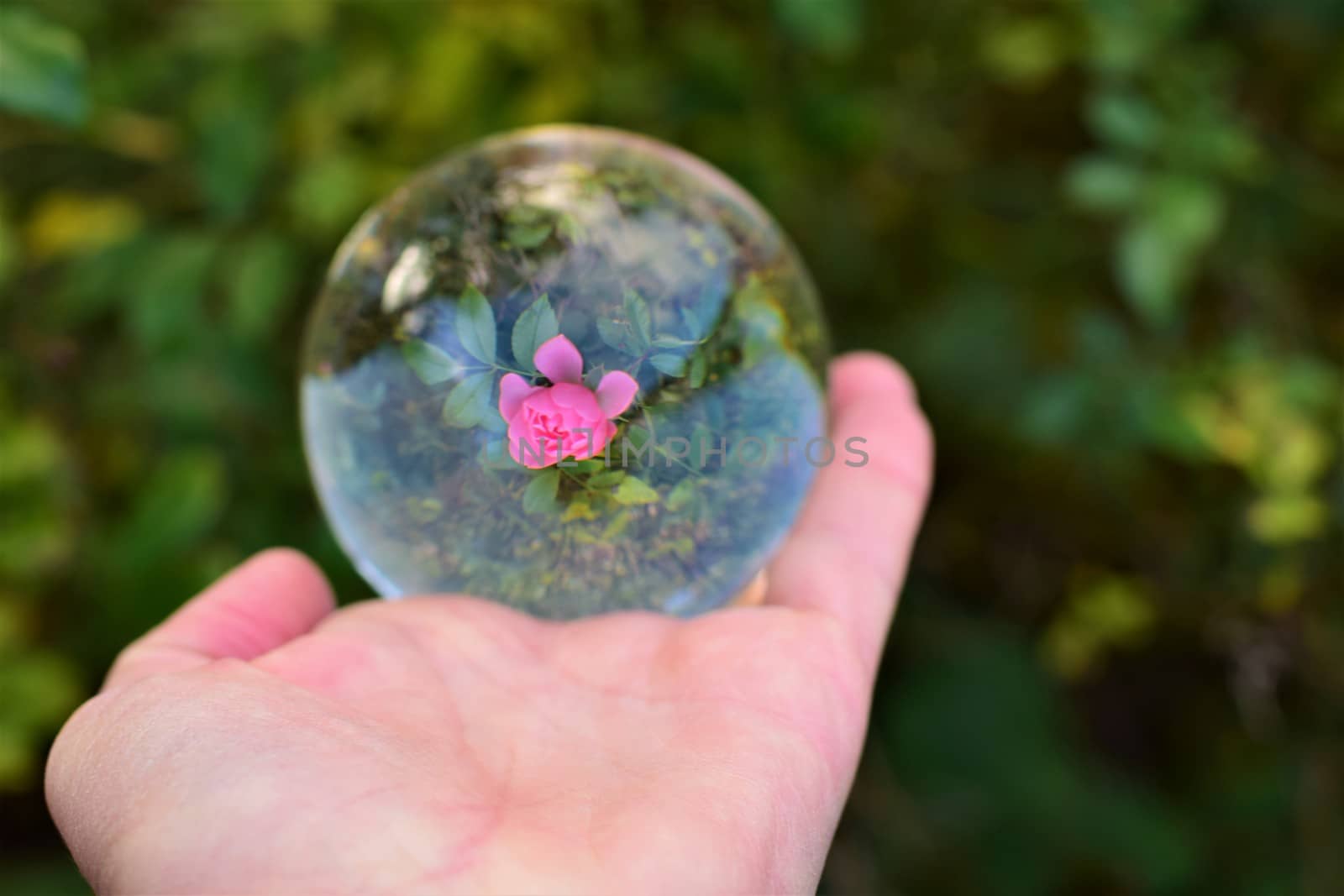 Pink rose through a lens ball on a human hand against a green blurred background