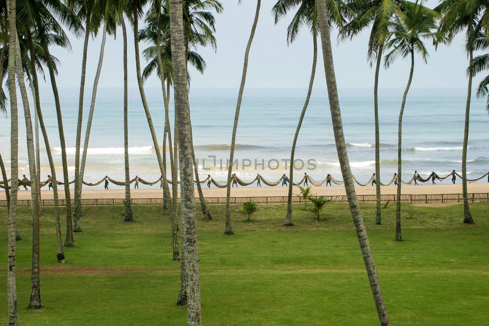 Sri Lanka fishermen carrying long fishing on the sea shore at the beach seen through tall palm trees with grass in foreground, ocean and pale blue skies. High quality photo