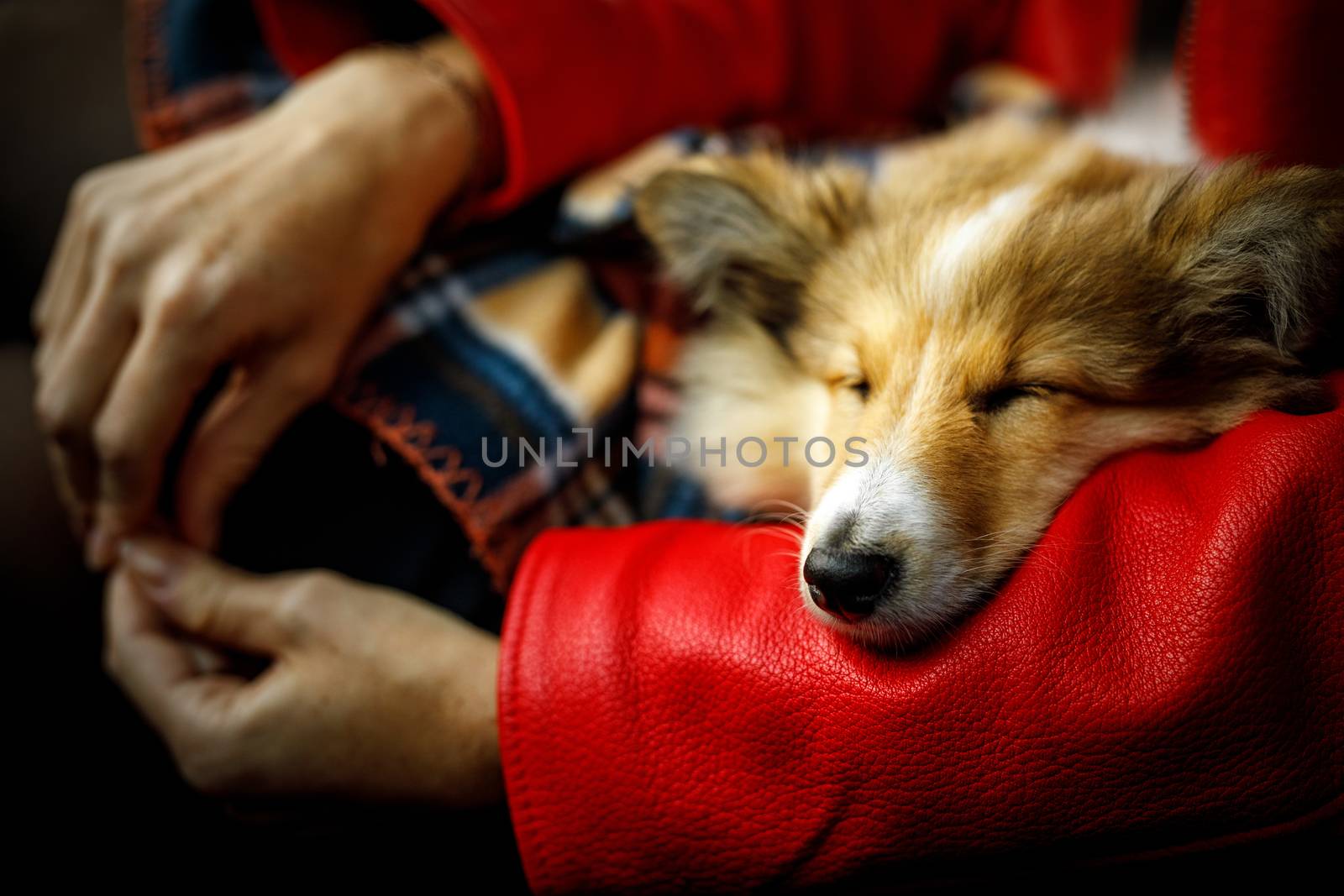 Sheltie, Shetland Sheepdog sleeping on girl's hand. by 9parusnikov