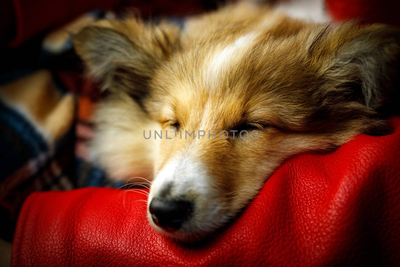 Sheltie, Shetland Sheepdog sleeping on girl's hand. by 9parusnikov