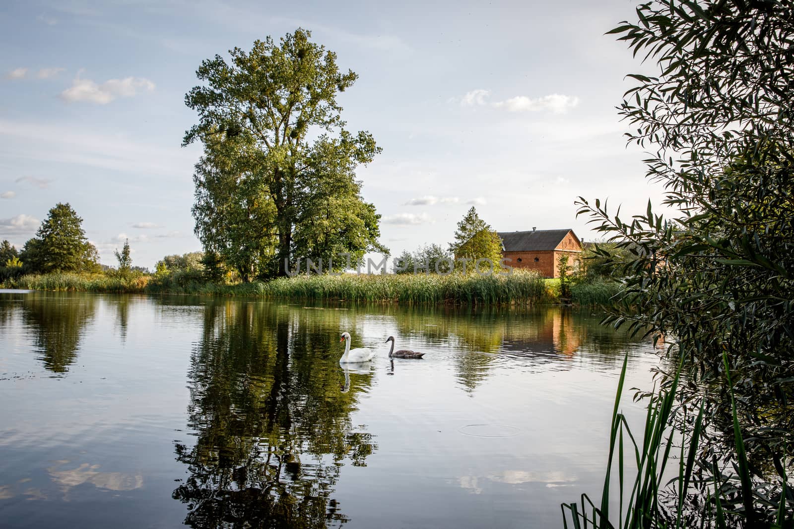 White swan on a pond in a natural environment. by 9parusnikov