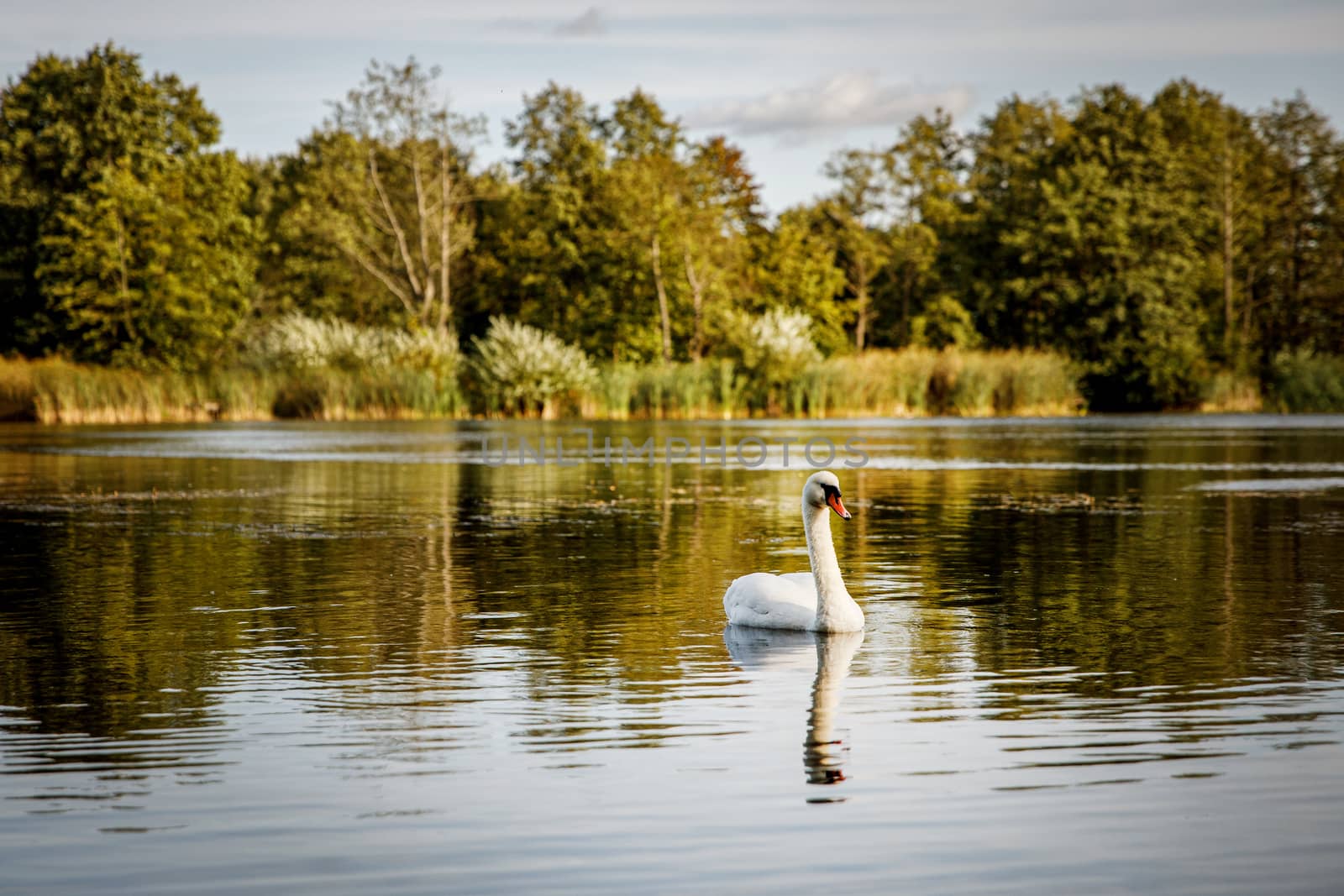 White swan on a pond in a natural environment