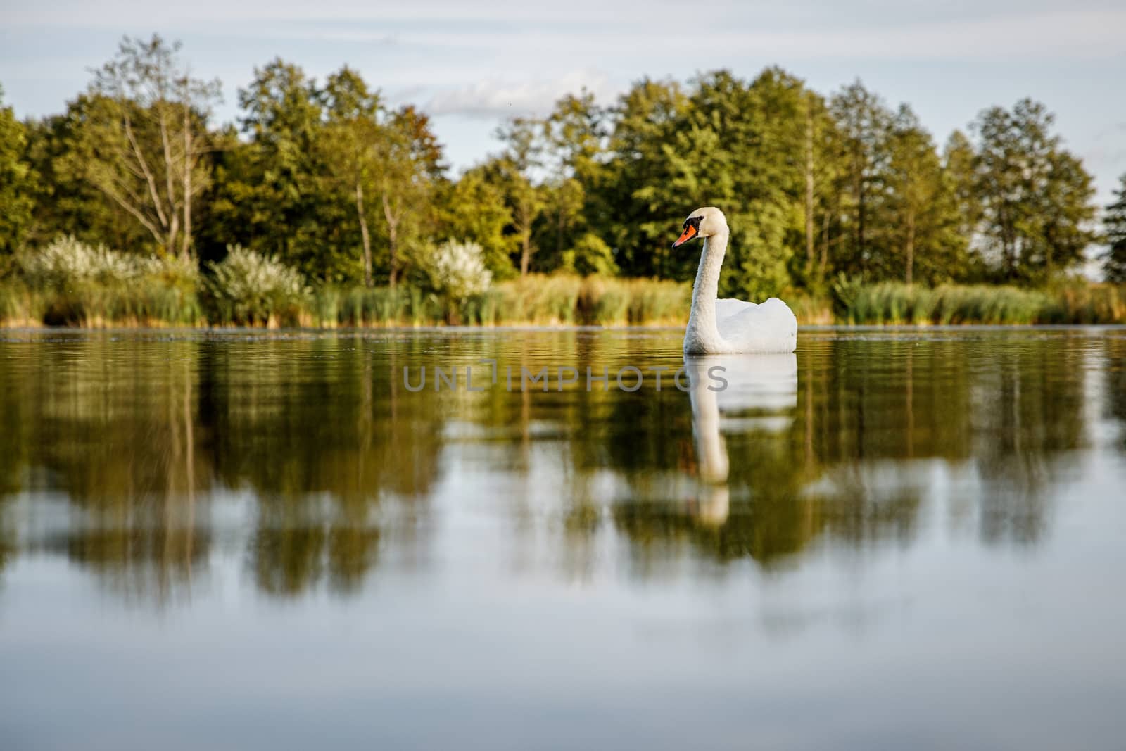 White swan on a pond in a natural environment. by 9parusnikov