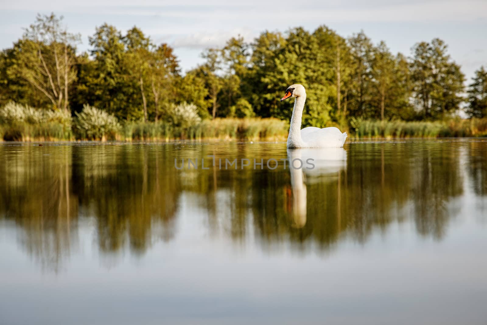 White swan on a pond in a natural environment. by 9parusnikov