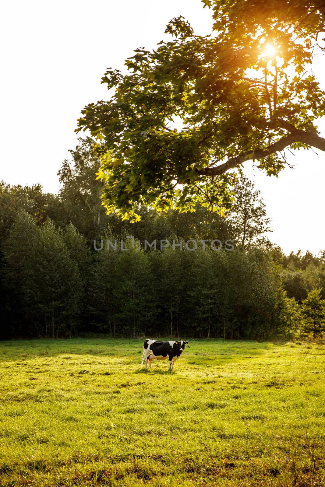 Cow in the meadow. Sunset light. by 9parusnikov