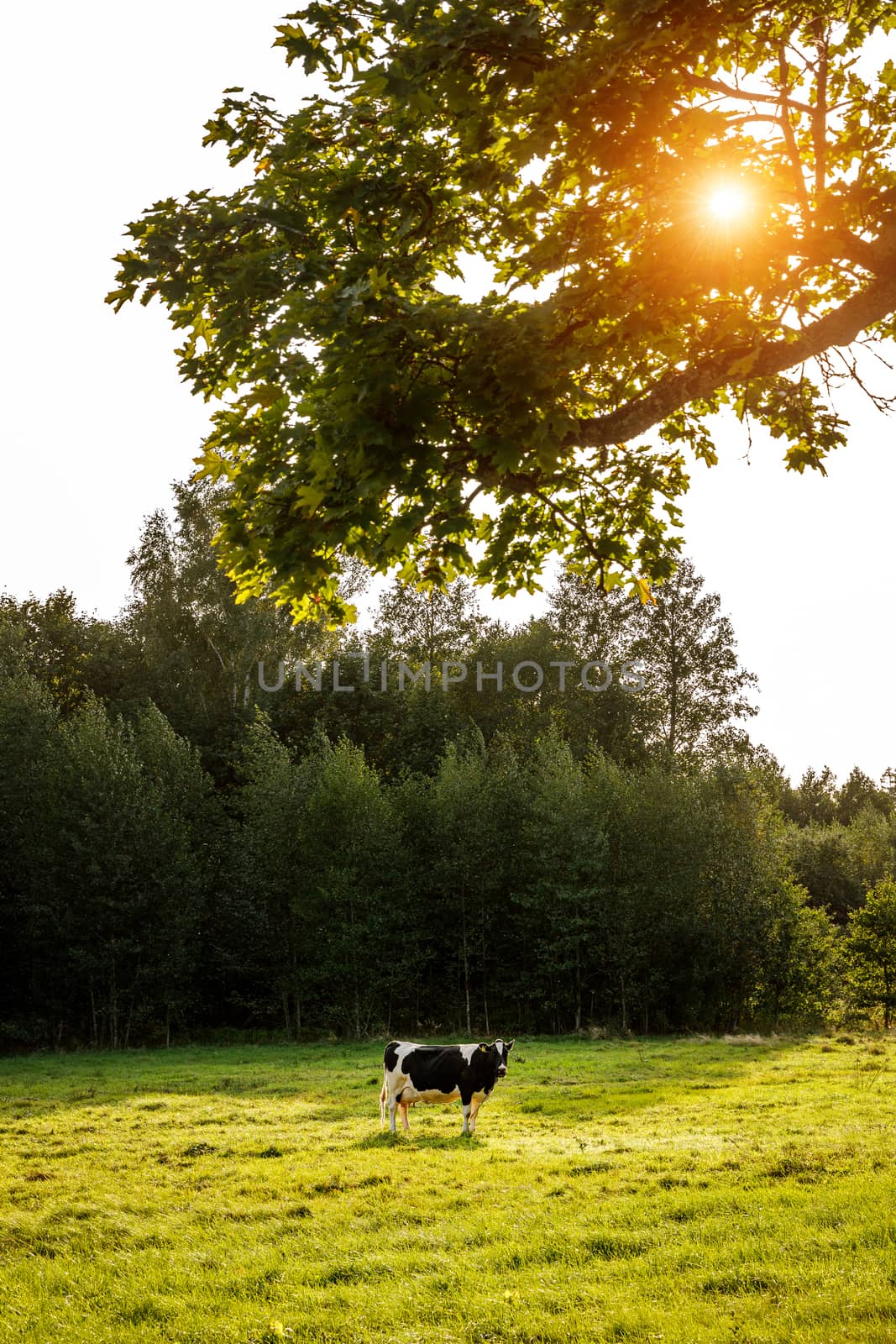 Cow in the meadow. Sunset light