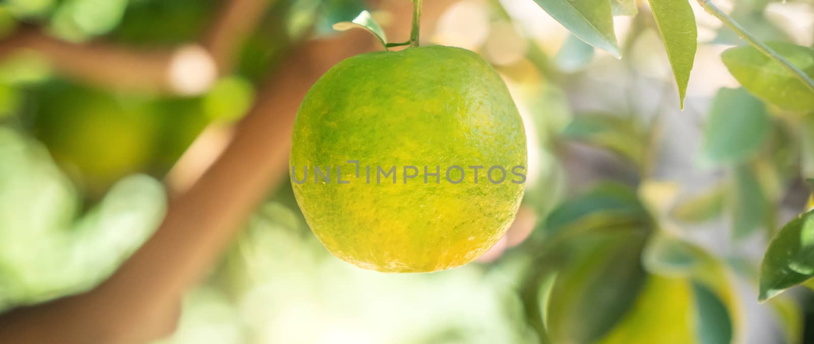 Fresh ripe tangerine mandarin orange on the tree in the orange g by ROMIXIMAGE