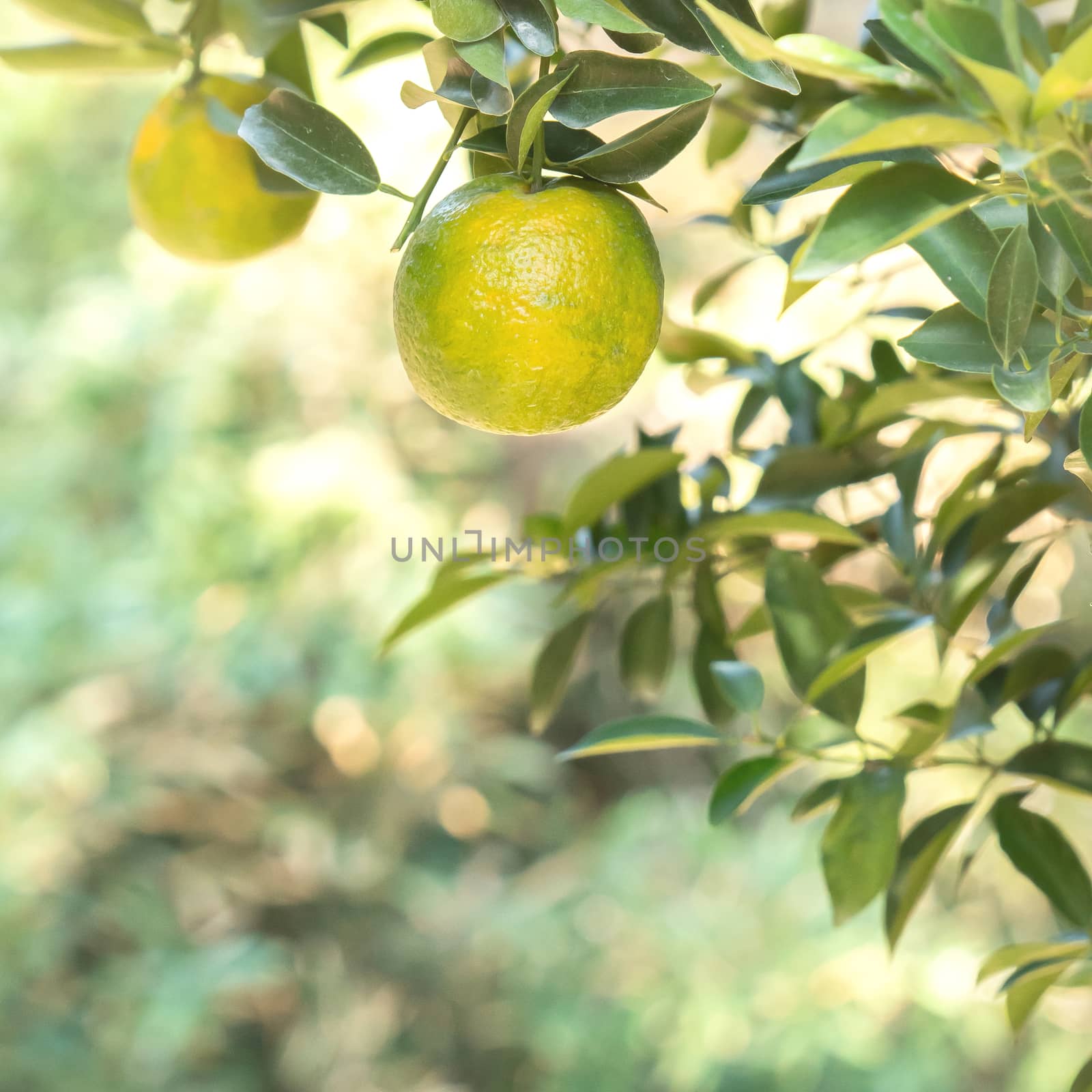 Fresh ripe tangerine mandarin orange on the tree in the orange g by ROMIXIMAGE