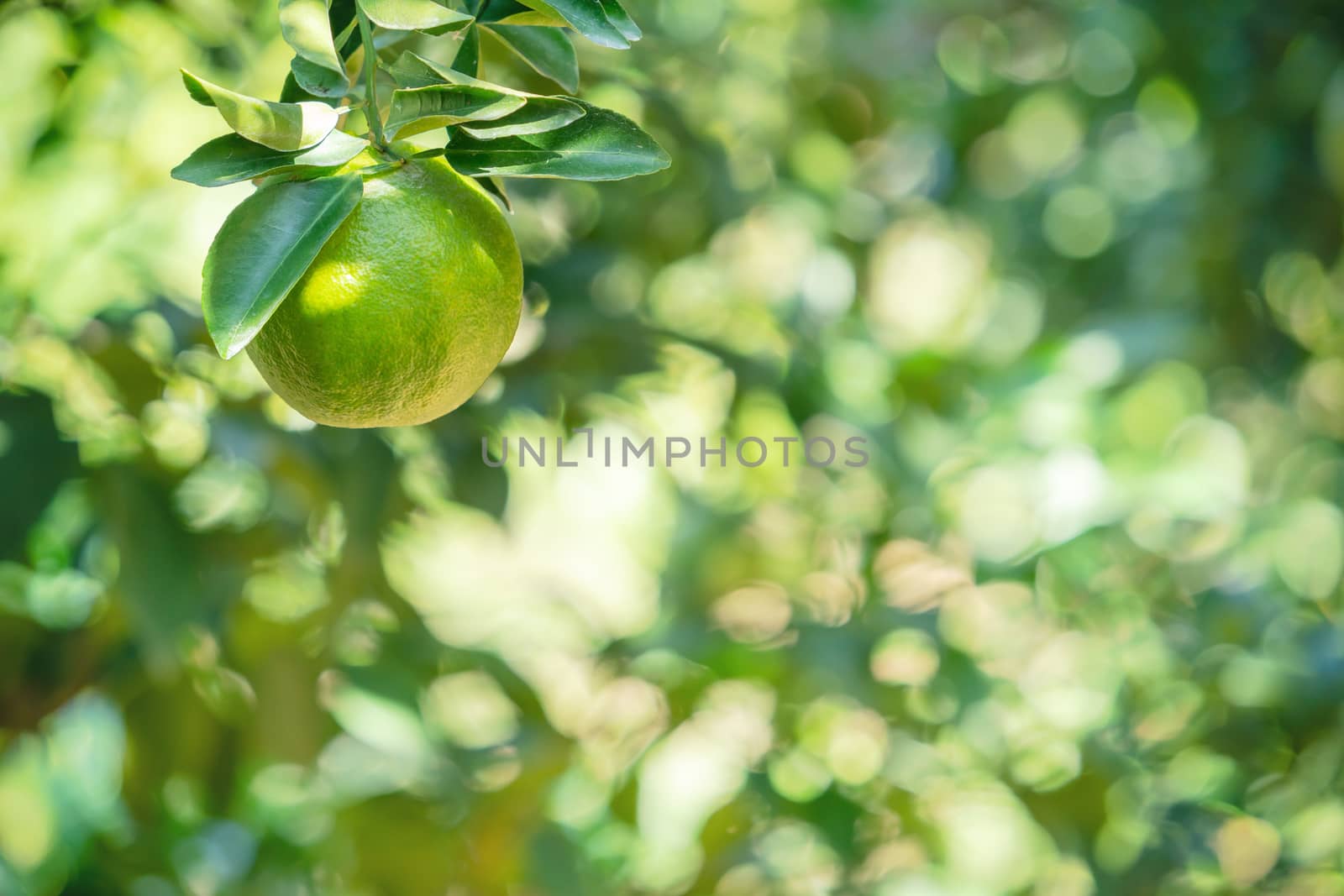 Fresh ripe tangerine mandarin orange on the tree in the orange garden orchard with backlight of sun.