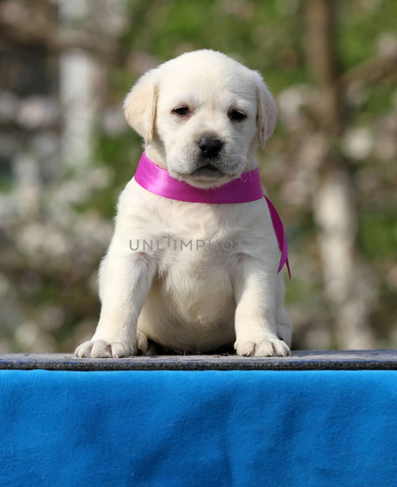 a yellow labrador puppy on the blue by Yarvet