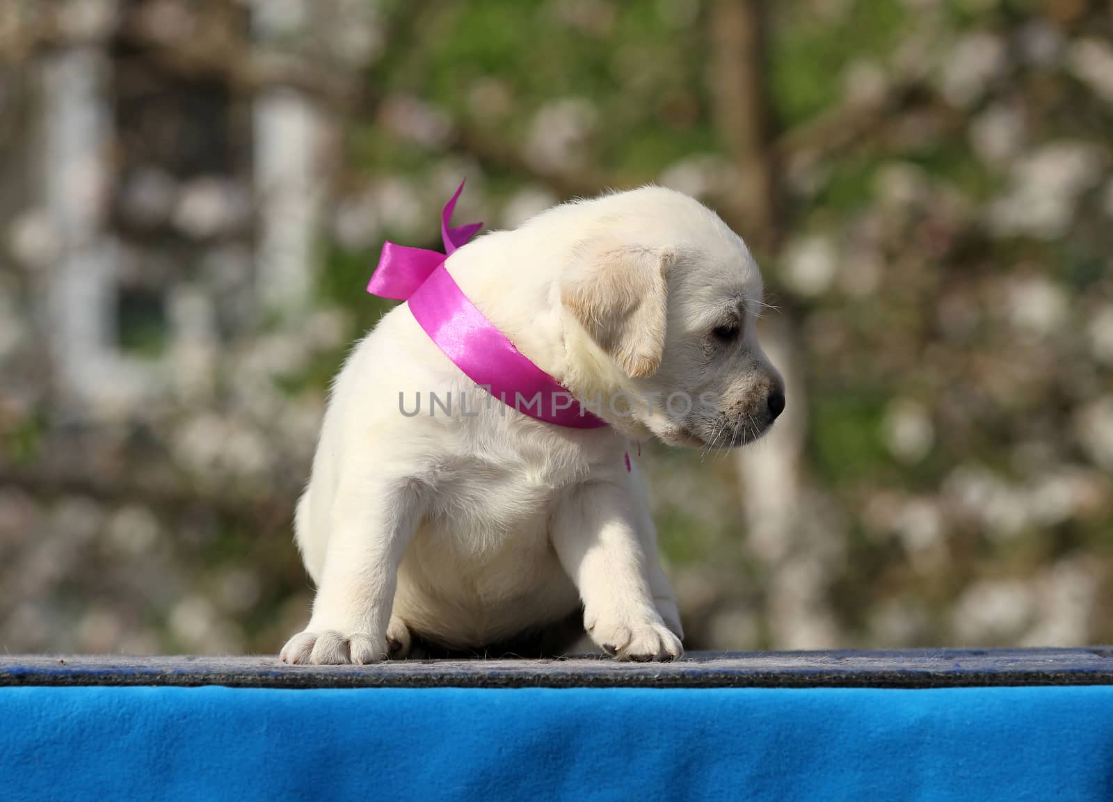 yellow labrador puppy on the blue background