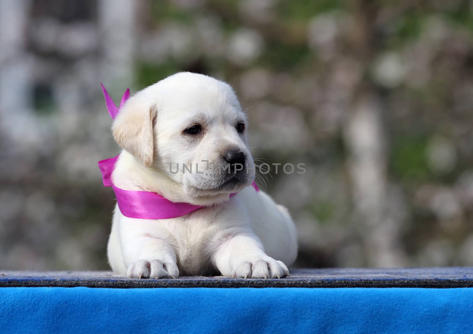 the yellow labrador puppy on the blue background