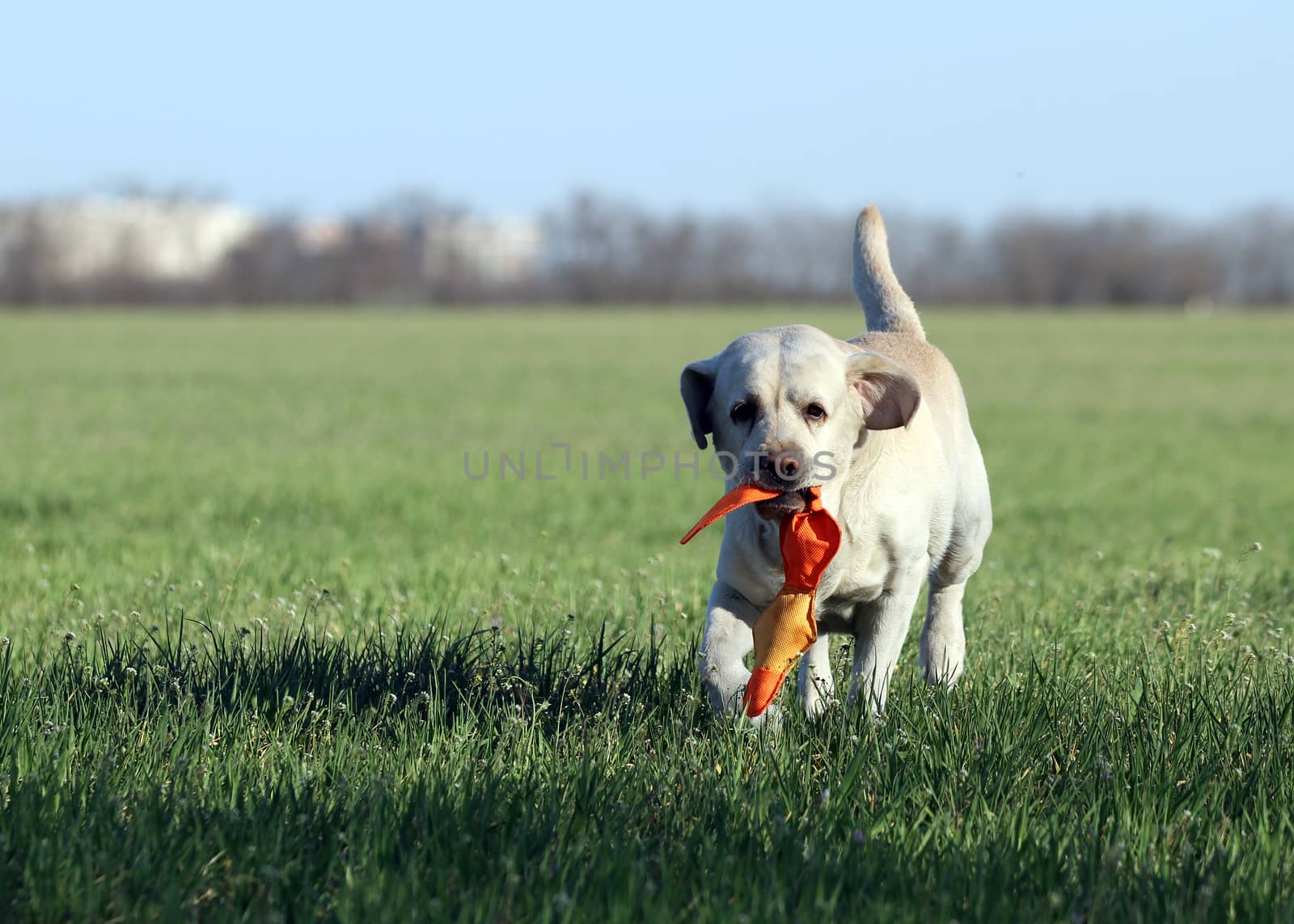a yellow labrador playing in the park