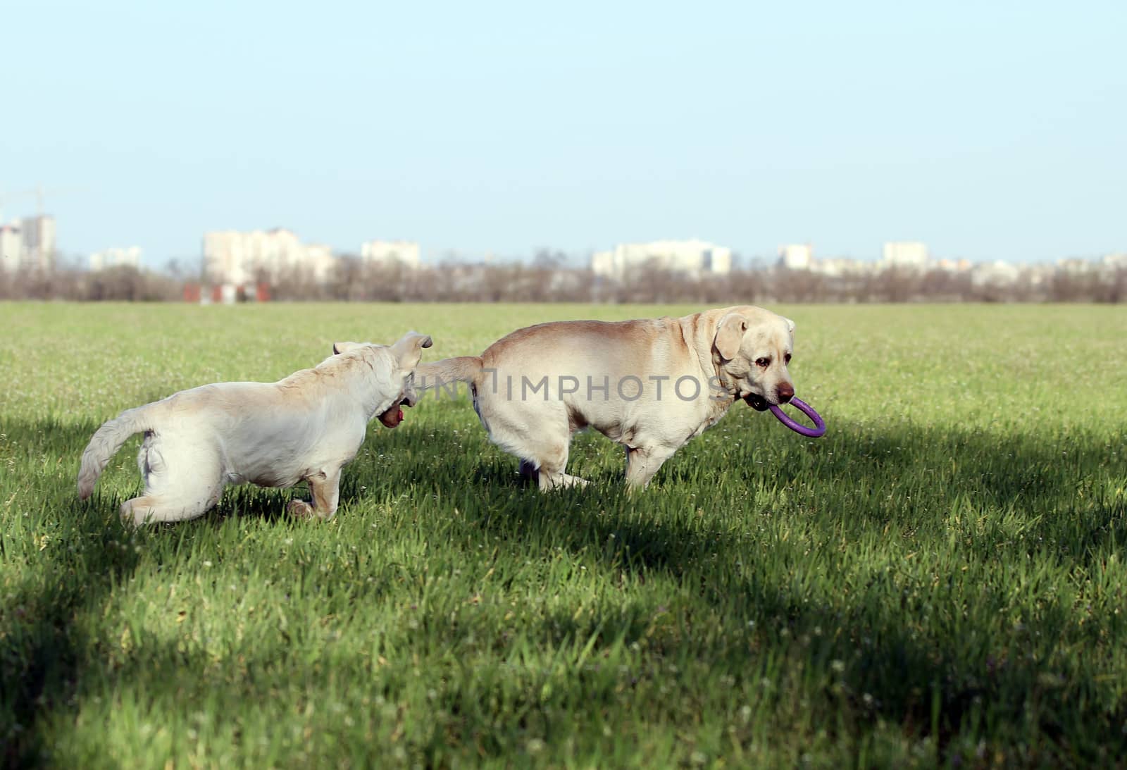two yellow labradors playing in the park